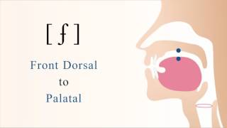 [ ʄ ] voiced dorsal palatal implosive stop