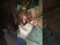 🐔 “Morning Routine of My Chicken 😍 | Cute Desi Hen Moments 🐣”#poultrytips #viralvideo #birds #poult