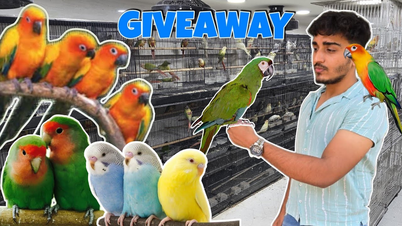 Maple Exotic is famous for Tamed Birds in New Mumbai