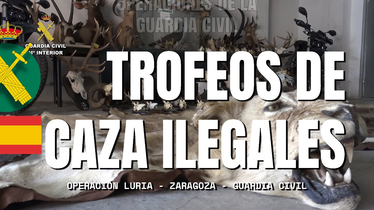 Detenida una persona por poseer medio centenar de trofeos de caza sin documentar su tenencia legal.