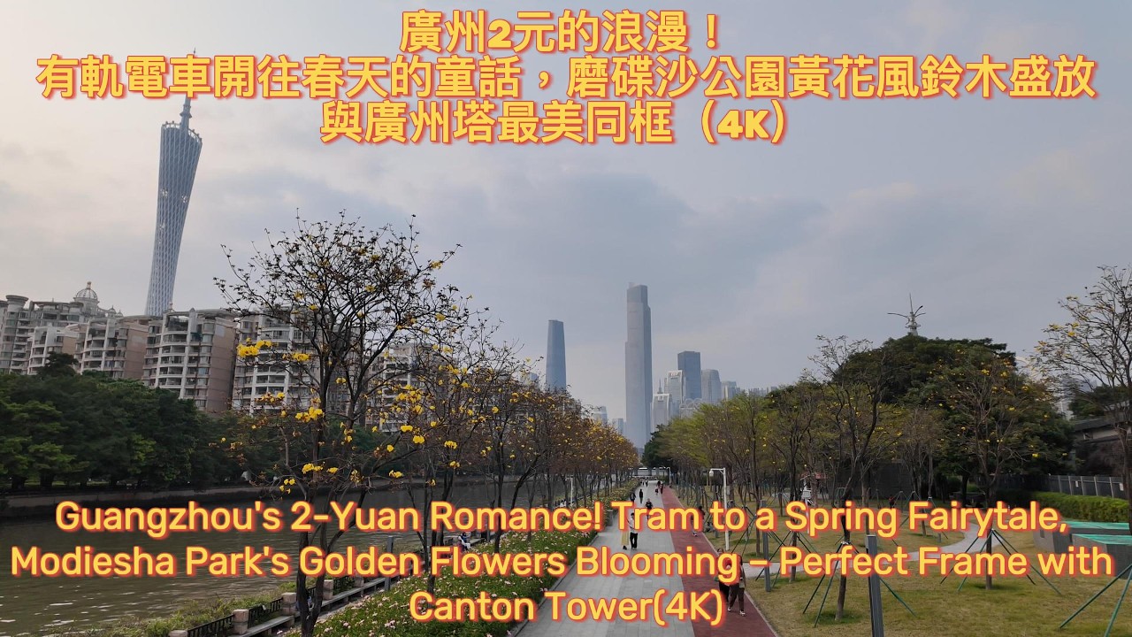 廣州2元的浪漫！有軌電車開往春天的童話，磨碟沙公園黃花風鈴木盛放——與廣州塔最美同框（4K）Tram Ride & Golden Trumpet Flowers at Modiesha Park