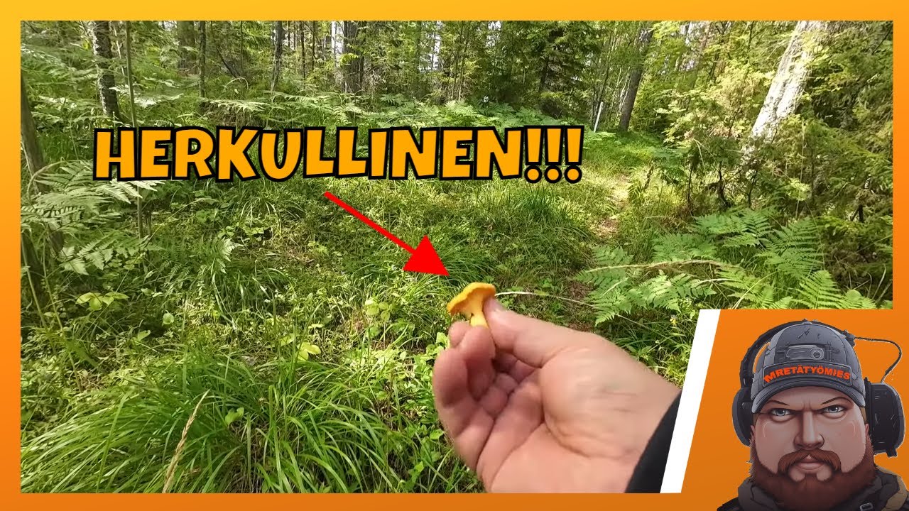 mets-stet-n-kanttarelleja-ei-mee-t-m-k-kohtuuvella-youtube