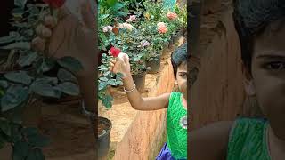 Red Rose With Garden Joshna And Harry