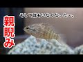 【淡水魚飼育】オヤニラミを3ヶ月飼育してみて思ったこと【アクアリウム】