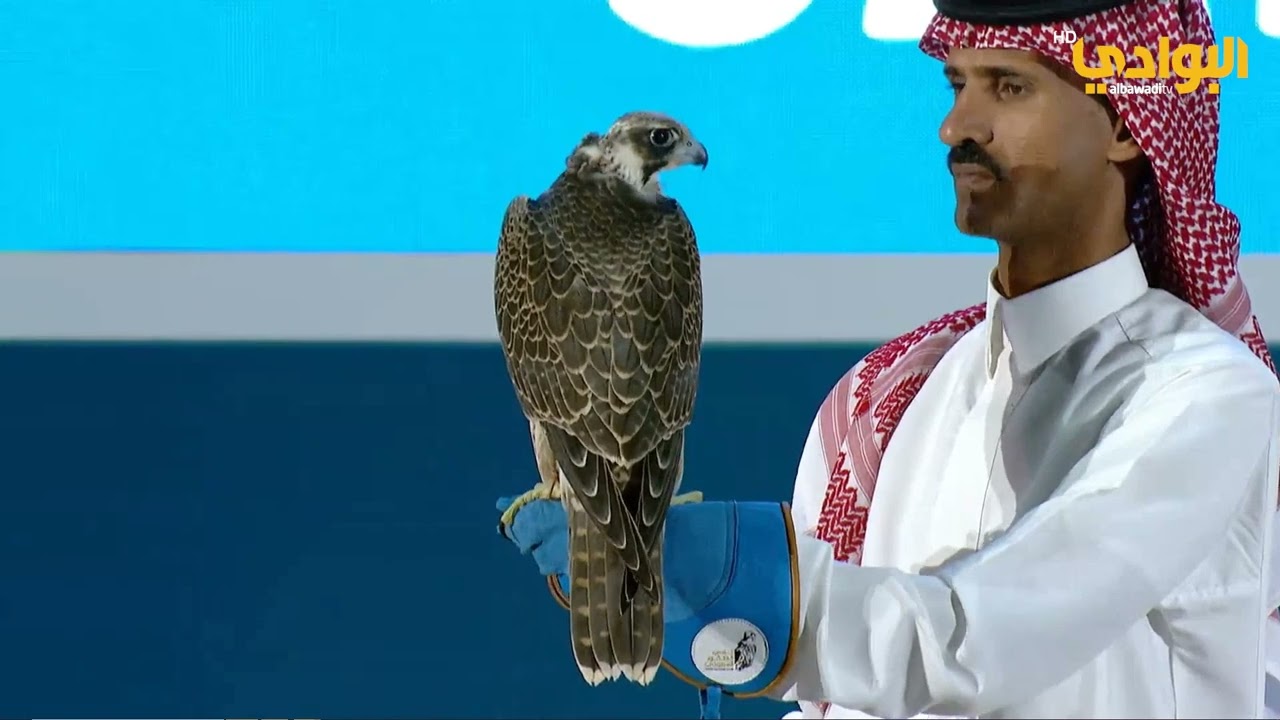 مزاد طرح محلي بنادي الصقور السعودي | لعدد 6 طيور شاهين |  بتاريخ 11-11-2023
