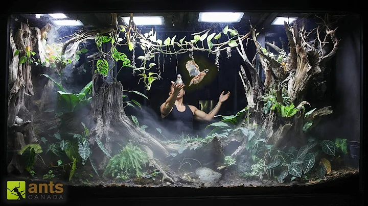I Added BIRDS Into My Giant Rainforest Vivarium