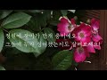 [치치의사계절장미정원] 장미가 만개했어요(feat.그늘진 장소에 심은 장미)