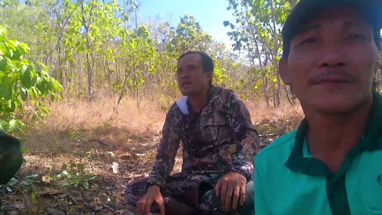 Chơi cu gáy rừng đá nhà