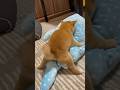 生後2ヶ月とは思えない子犬 豆柴 赤ちゃん Puppy 子犬 柴犬 生後2ヶ月とは思えない子犬 豆柴 赤ちゃん Puppy 子犬 柴犬