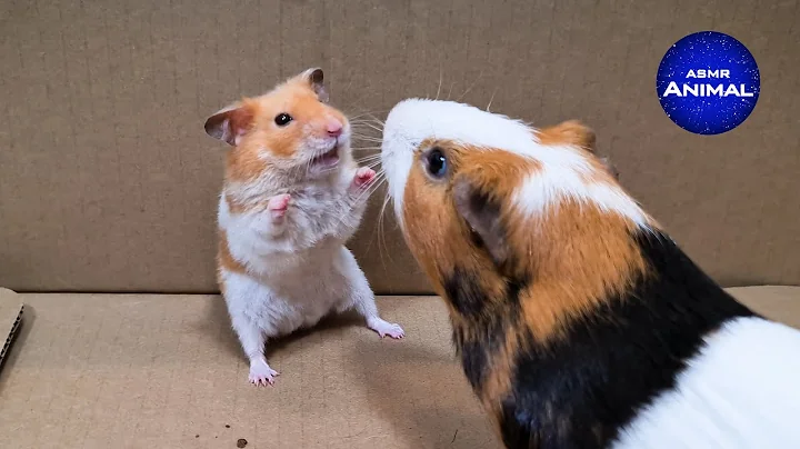 Hamster meets Guinea Pig - DayDayNews