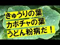 うどん粉病　薬剤を使わない対策がひとつ！