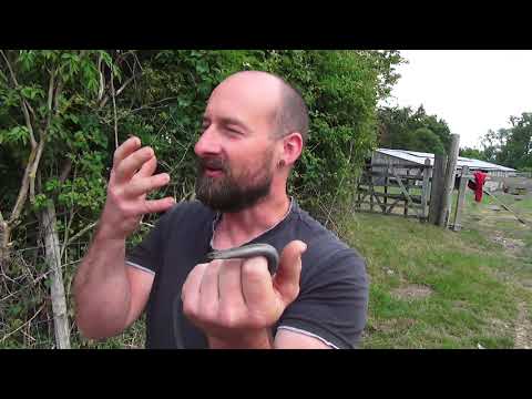 Slow Worm (Anguis fragilis) - European Herptiles