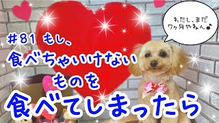 【トリマー】＃81 食べちゃいけない物を食べてしまったら【犬の美容】