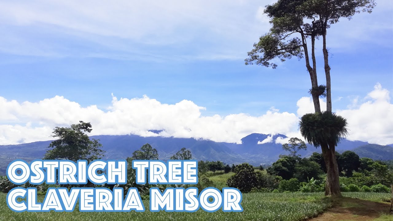 LUNA CLAVERIA MISAMIS ORIENTAL | OSTRICH TREE | PROVINCE LIFE |  MINDANAO 2020 | TRAVEL VLOG