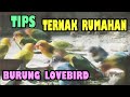 TIPS TERNAK RUMAHAN BURUNG LOVEBIRD (mas supri sf)