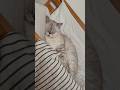 Королевский совет👑 от Оскара привет 😽