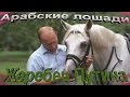 Арабские лошади. Жеребец Путина.