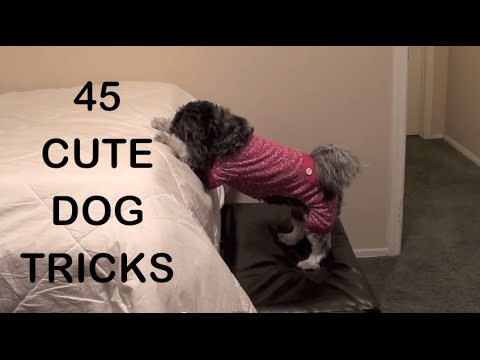45 CUTE DOG TRICKS