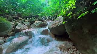 relaxing sound river forest, the sound of flowing water to relieve stress,insomnia,therapy&study