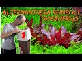 Kleines (rosa)nerviges Papageienblatt | Alternanthera reineckii rosanervig | ADVENTdicted! | Tür 1
