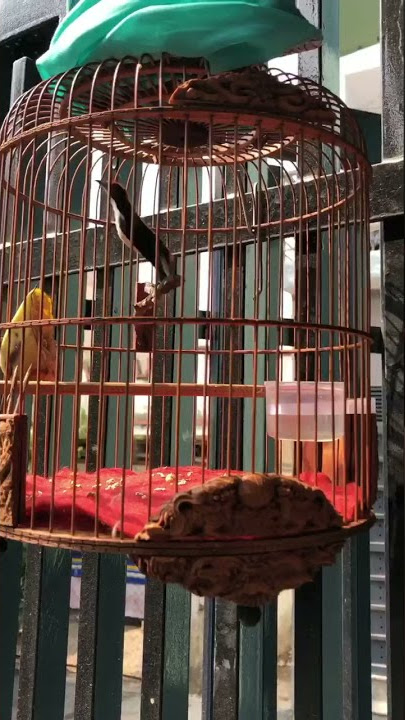 Suara Pancing Burung Cabean merah | Burung Cabai Merah | Sepah Puteri | Chirp of Birds / Chim Ốc Mít