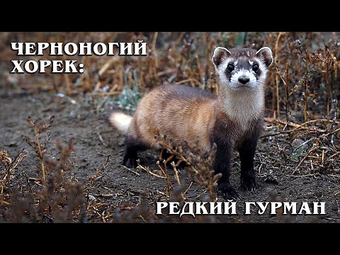 Vidéo: Ferret est Putois des steppes, putois noir. Photo, descriptif