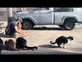 Feeding the feral cats  cmon winston its almost time for pets