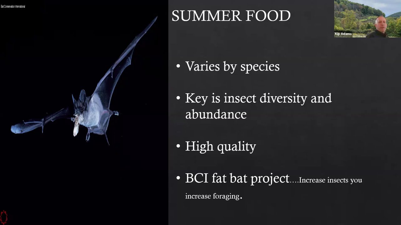 Effects of Fire on Pennsylvania's Bats and the state Lands Bat Habitat Conservation Plan (PGC)