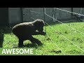 Gorilla youngster astonishingly dodges electric fence