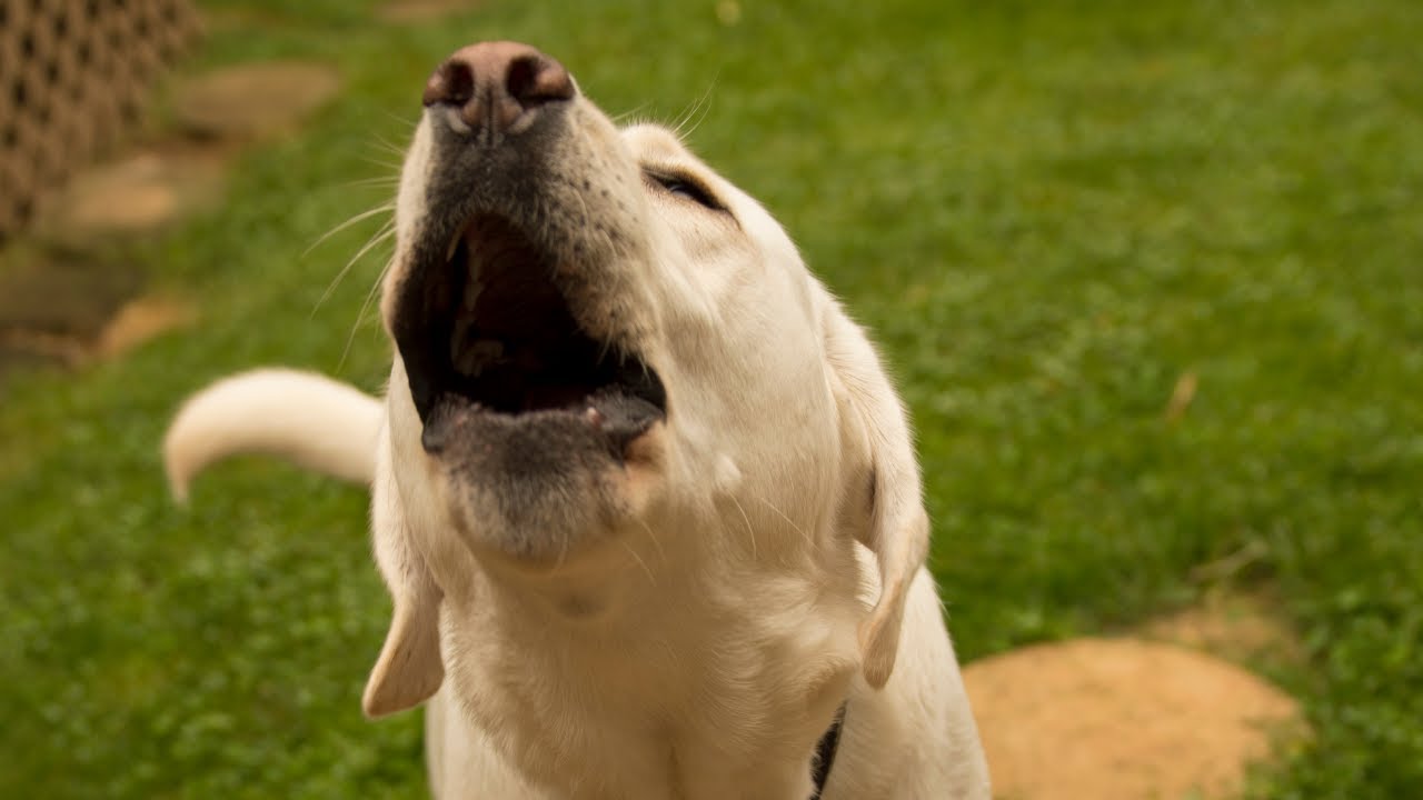Labrador Barking Dog Sounds Effects HD YouTube
