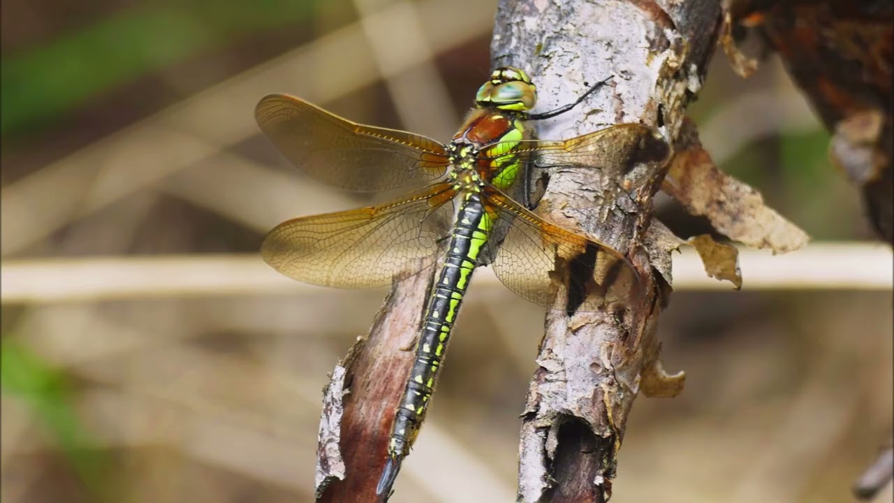 EDELLIBELLEN  FRÜHER SCHILFJÄGER  TEIL1