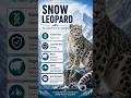 This Big Cat Lives Like a Ghost in the Snow