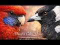 4+ Hours of Peaceful Australian Birds at the Feeder -  Relaxing Nature Sounds &amp; Backyard Wildlife