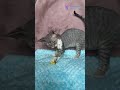 Meet Xenon: Playful Black Tabby with White Devon Rex Full of Love &amp; Charm 🖤🤍🐾 #DevonRex