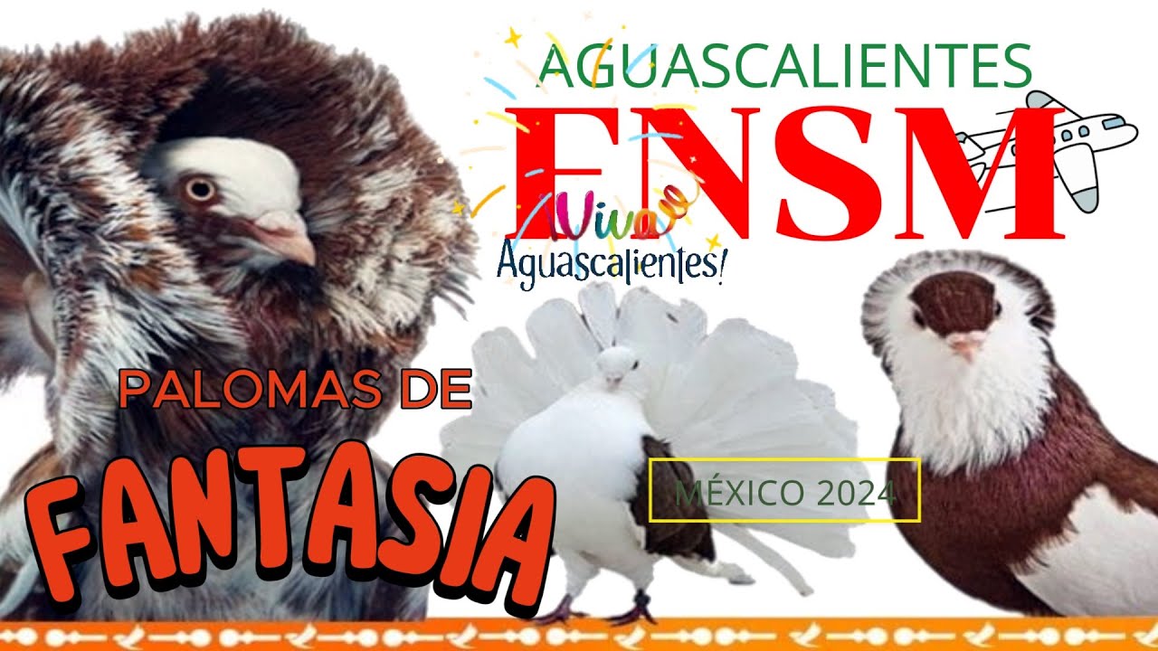 Palomas de Fantasia | FNSM 2024 México