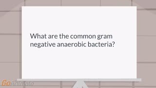 What are the most common gram negative anaerobic infections?