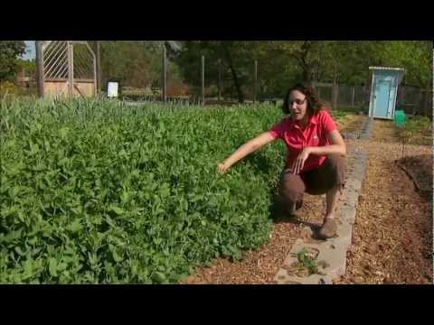 Video: Phenology Garden Info - Opi kasvien fenologiasta