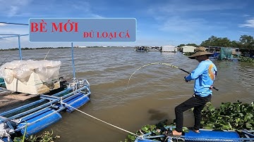 CÂU CÁ BASA  - CÁ TRA SÔNG - CÁ MÈ | HUỲNH KHOA FISHING