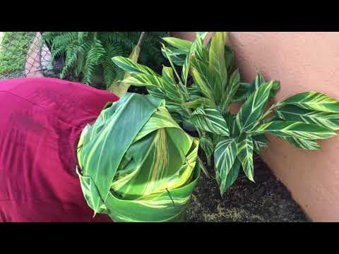 Video: Splitting A Ginger Plant: How And When To Dividing Ginger