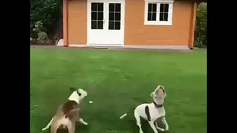 AWESOME PITBULL'S Videos - World's Best PitBull - Funny and Cute American Bulldog Compilation