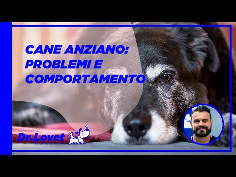 Video: Faccia di cani anziani problemi di salute comuni