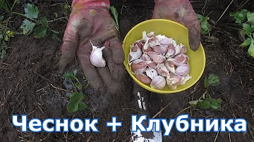 Чеснок и клубника на одной грядке