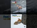 RDR2 Red Fox vs Real Life! 🦊