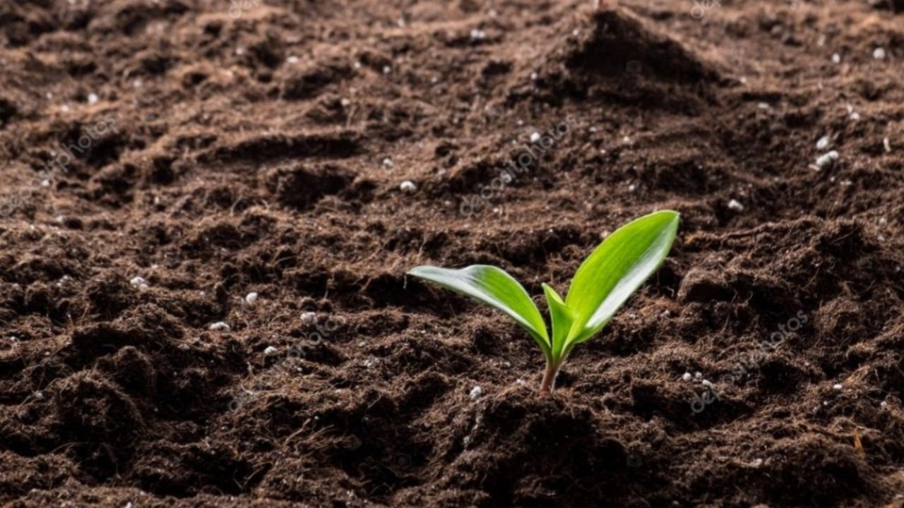 Fertile Ground!!! YouTube