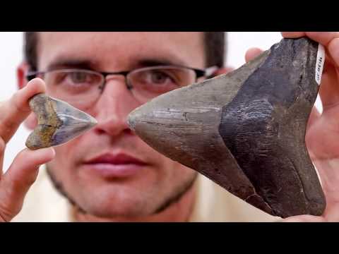СВЕРХХИЩНИК МОРЯ - МЕГАЛОДОН, ВОЗМОЖНО ЖИВ!