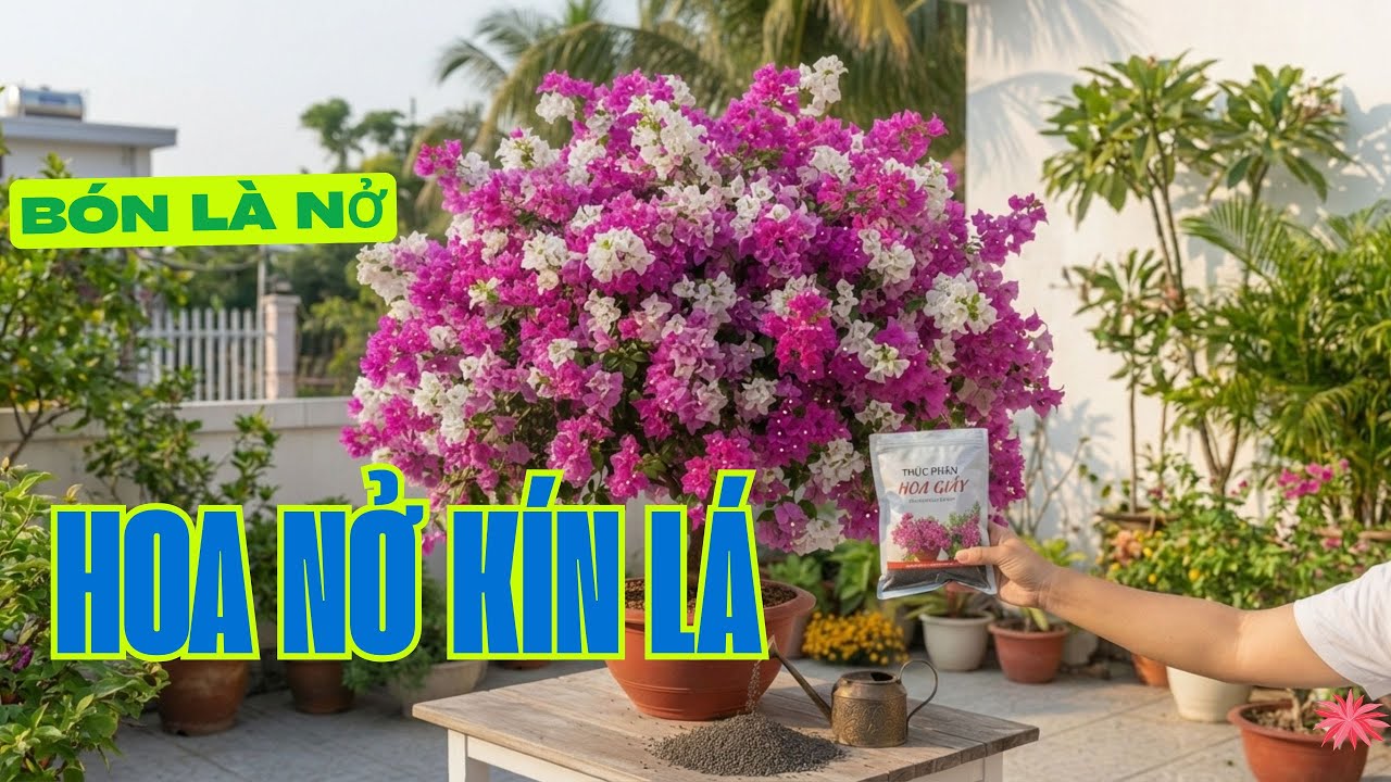 Bí kíp giúp Hoa Giấy nở 