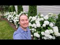 Proven winners  endless summer hydrangea garden tour in june  the southerners northern garden