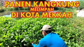 PANEN KANGKUNG MELIMPAH DI KOTA MAKKAH