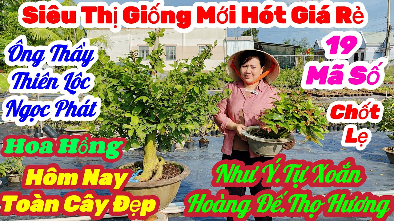 🌼1/3☎️0979 370 704👉Chị Sáu🌲Mai Vàng Giá Rẻ🌲Chỉ 60k Nhiều Giống Già Mùa Toàn Cây Đẹp🌲19 Mã Số Cực Rẻ 
