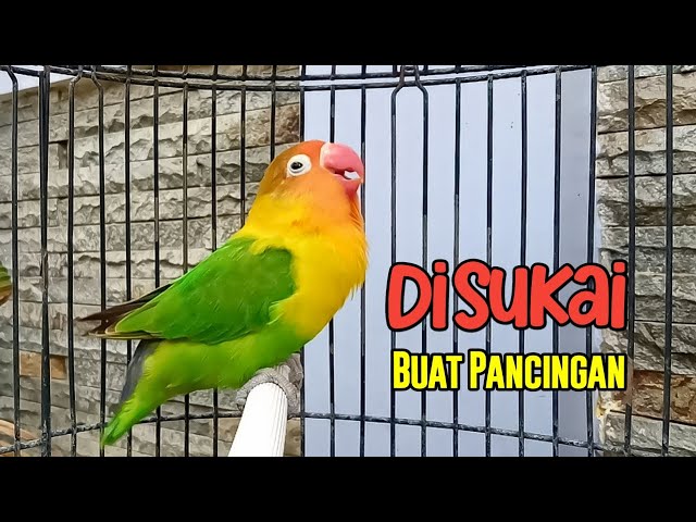 Suara Lovebird FIGHTER Ngetik Sambung Ngekek, DISUKAI BANGET Buat Pancingan Lovebird MACET BISU class=